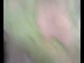 videos de mf 390 timba