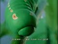 Japanese Thai Tea Commercial w/ Caterpillars