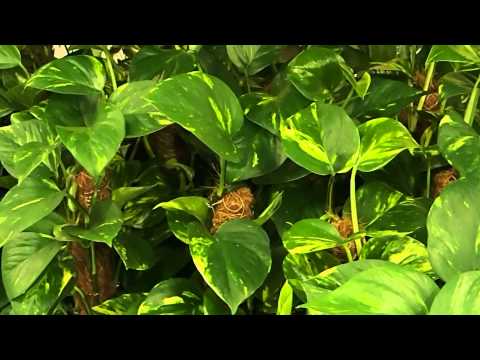 how to care for epipremnum aureum