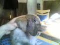 Gizmo Hip Hop
