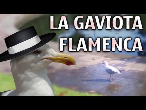 La gaviota flamenca