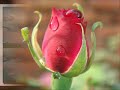 ��� ������