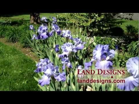 how to fertilize bearded iris