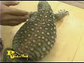 Pets Unlimited\