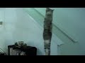 Paranormal Cattivity