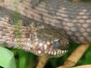 Close-up adder Close-up adder