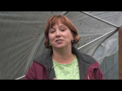 how to grow an apple tree from a seed ehow