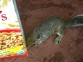 A Squirrel Does a Very Bad Job of Hiding a Cheerio