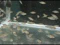 Black Calvus Zambian Fry