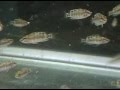Black Calvus Zambian Fry