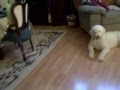 videos de My dogs