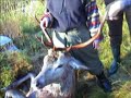Hjortejakt i Snillfjord Hjortejakt i Snillfjord