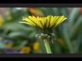 Mein Garten im Zeitraffer