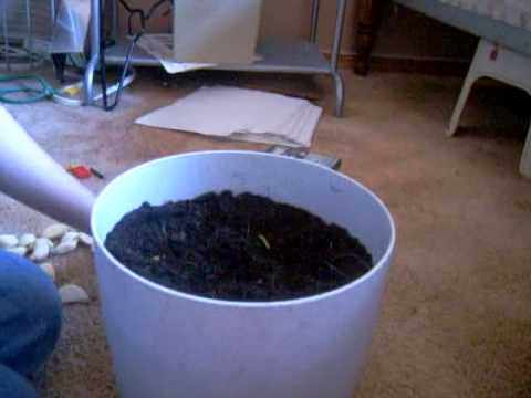how to grow garlic indoors
