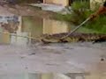 cazando cocodrilo en ciudad madero parte 1