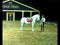 IN REHEARSAL FOR TELEVISION SPECIAL EXCELLENT TYPE OF CAPRIOLE DONE AT HORSE WORLD ARENA IN MARAYLYA 16/7/07