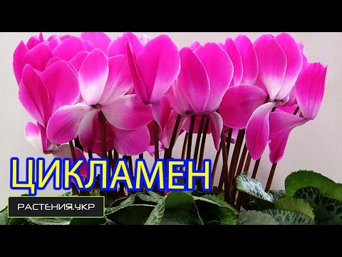 how to fertilize cyclamen