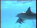 South Safari '95 - part1.wmv