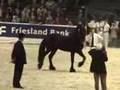 KFPS Friesian Stallion Mintse 384