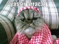 Very Funny Cats 6