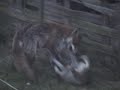 Foxes