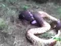 culebra al descubierto