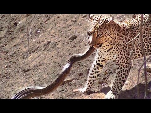 LEOPARD