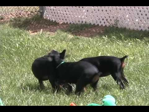 doberman puppies for sale. Three doberman puppies playing