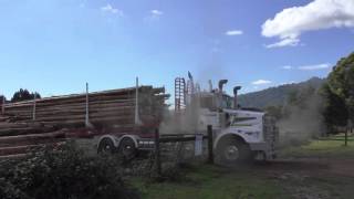 Forico from the seed to the paper