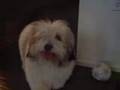 Coton