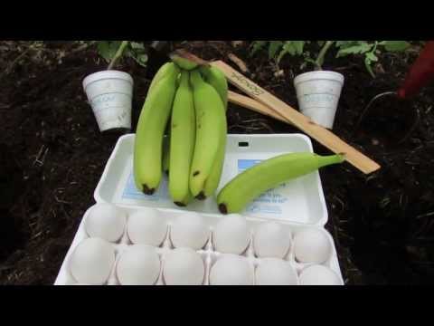1 of 2 Using a Whole Egg and Banana to Fertilize a Tomato: Join Me - The Rusted Garden 2013