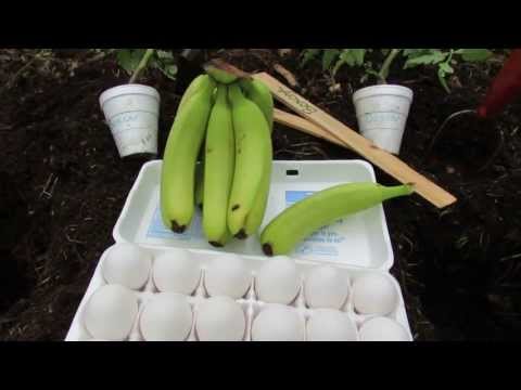 how to fertilize banana trees