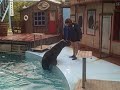 \"Training with Bruce and Kitty using Operant Conditioning\" \"Training with Bruce and Kitty using Operant Conditioning\"