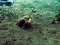 Moving Home Octopus