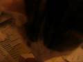 Cherie