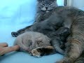 kittens  BRI-MISIE*PL  British Shorthair Cattery