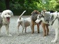 Puppy Play Time Puppy Play Time