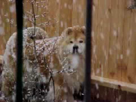 Requiem For a Chow Chow- Fare Thee Well