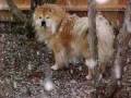 Requiem For a Chow Chow- Fare Thee Well