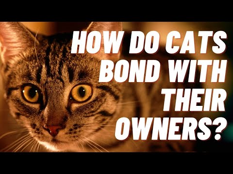 How do cats bond with their owners?