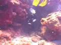 Roatan 2006