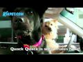 Subaru dog commercial remix !