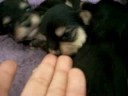 AnaBelle's Morkie babies 16 days old