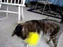 playful-kitty