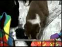 Lock-Eye Swizzle and Lock-Eye Fuse litter Lock-Eye Swizzle and Lock-Eye Fuse litter