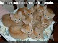 funny cats part 22