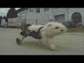 [Video]