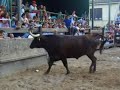 toro capitan en melida (na)