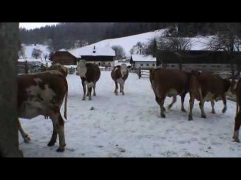 Was die Kühe im Winter machen - Peter Sabin, Murau