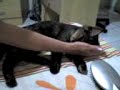 miucha-a-gata-dengo-lol.html